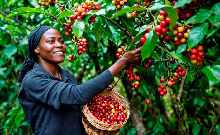 Uganda's coffee sector works towards a climate resilient value chain
