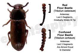 red flour beetles how to get rid of