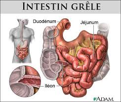 définition intestin grêle