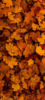 fall leaves wallpaper nawpic