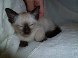 Find a siamese on gumtree, the #1 site for cats & kittens for sale classifieds ads in the uk. Seal Point Siamese Kittens For Sale Petfinder