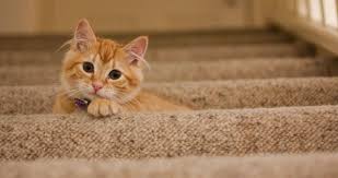 what to do if cat is ripping up carpet