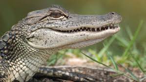 Amazing Facts about Alligators | OneKindPlanet Animal Facts