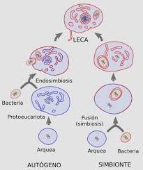 Célula eucariota ✓ te explicamos qué es la célula eucariota, cómo se originó y las partes que la además, cuáles son sus características y funciones. La Celula 1 Introduccion Origen De Los Eucariotas Atlas De Histologia Vegetal Y Animal