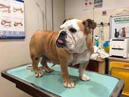 Compare all the medical aesthetics clinics and contact the medical aesthetics specialist in kota damansara who's right for you. 20 Veterinarians Animal Hospitals In Klang Valley Sorted By Location