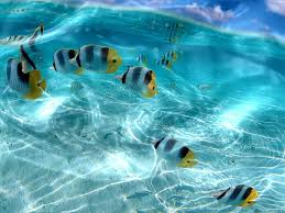 colorful tropical fish ocean