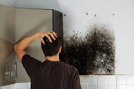 Black Mold Mold Inspection Monmouth