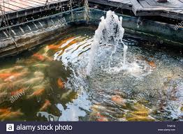 Koi Pond Fountain High Resolution Stock Photography and Images - Alamy