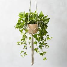 20 beautiful hanging planters that will