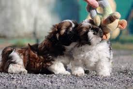 Find shih tzu in dogs & puppies for rehoming | find dogs and puppies locally for sale or adoption in toronto (gta) : Shih Tzu Puppies For Sale Las Vegas Nv 291803