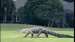 Video of a large alligator at Stoneybrook Golf Club in Estero