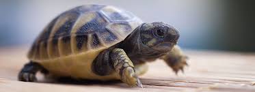 Common box turtle behavior and temperament box turtles aren't considered suitable pets for young children or for new pet owners. Tortoises As Pets Care Information Petsmart