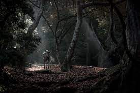 暗い森を彷徨う | GANREF