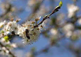 Zarzărul, primul pom cu flori al primăverii • Casa și Grădina