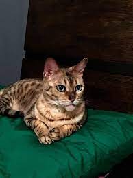 Don't miss what's happening in your meet caesar!caesar is a purebred, black gold spotted tabby bengal cat with rosettes(certified purebred papers on hand)caesar is a very, v. So Cal Bengal Cat Rescue Publications Facebook