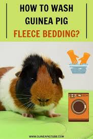 pin on guinea pig care