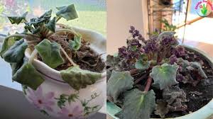 If your house is very dry, mist your violets lightly with room temperature water on a daily basis, but never late in the day or at night. How To Save An Overwatered African Violet Step By Step Garden For Indoor