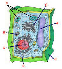 In this way the genes determine the characteristics of the living thing. Plant Cell Structure