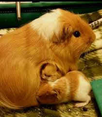 pin on guinea pig cages