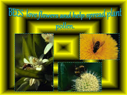 Bees An Example Of A Bad Powerpoint Presentation