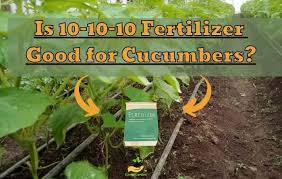 10 fertilizer good for cubers