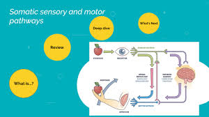 somatic sensory and motor pathways by