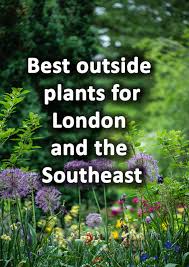 79 Best Plants For London And The