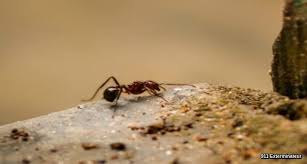 invasion de fourmis à la maison