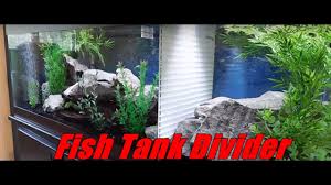 Check out our tank divider selection for the very best in unique or custom, handmade pieces from our aquariums & tank décor shops. 7 Easy Diy Ideas For Betta Fish Tanks With Divider Tfcg