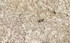 carpenter ant infestation in your attic