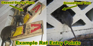 Rat Removal How To Remove Rats Mice