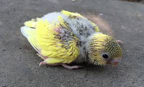 Budgie Lifecycle Biology And Lifecycle Budgie Guide