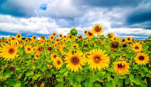 Sunflower Fields In Florida