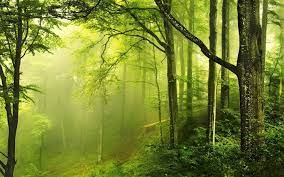Green Forest Wallpapers Full Hd