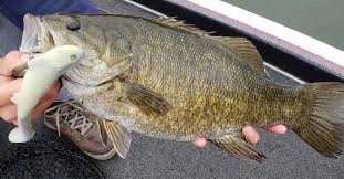 Webinar Giant Smallmouth On Lake Erie