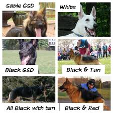 My Color Chart Of Gsd Best Dogs Dogs German