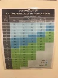 What the experts say is that cats and dogs age faster in at 1 year of age, a cat's bones stop growing, and as this occurs in humans at about age 24, we can take it that a one year old cat is the equivalent age of. Cat And Dog Years Converted To Human Ages Coolguides