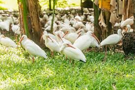 Fort Lauderdale Flamingo Gardens Entry