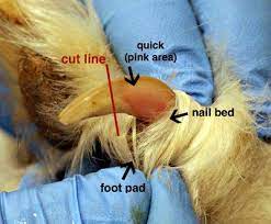 trim your dog or cat s nails