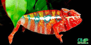 panther chameleon panther