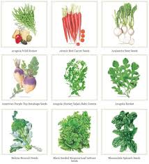 how to grow vegetables outdoors in the