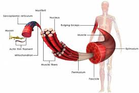 eccentric training to improve max lifts