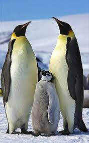At this time, the males can finally return to sea to fish, and the females will continue care for the chicks. Emperor Penguin Wikipedia