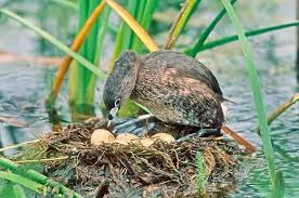 9 diffe types of bird nests and how