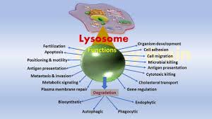 First, peroxisomes (also called glyoxysomes) in seeds are responsible for converting stored fatty acids to carbohydrates, which is critical to providing energy and raw. What Does The Lysosome Do In A Animal Cell Biology Brain