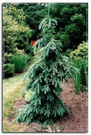 evergreen trees landscaping