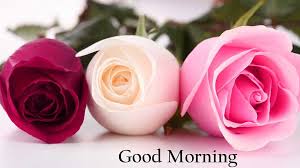good morning rose hd wallpaper