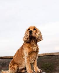 There is no magic to teaching a reliable record with a working spaniel. Cocker Spaniel Pictures Download Free Images On Unsplash