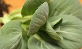 what-is-the-best-fertilizer-for-bok-choy