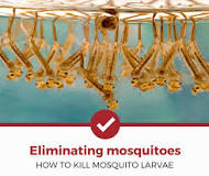 how-do-you-kill-mosquito-eggs-in-soil